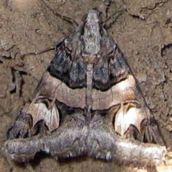 Drasteria cailino Drasteria cailino